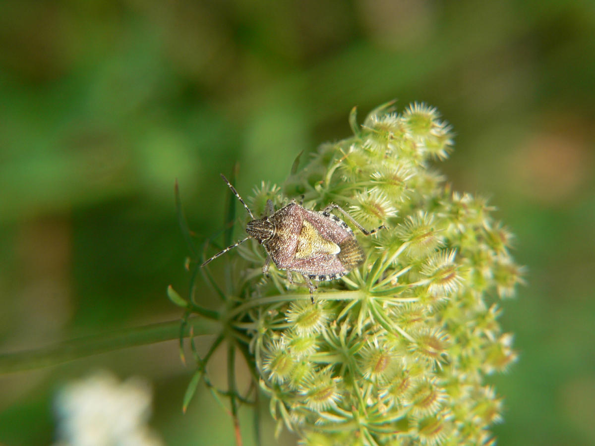 Dolycoris baccarum + ninfa di Carpocoris