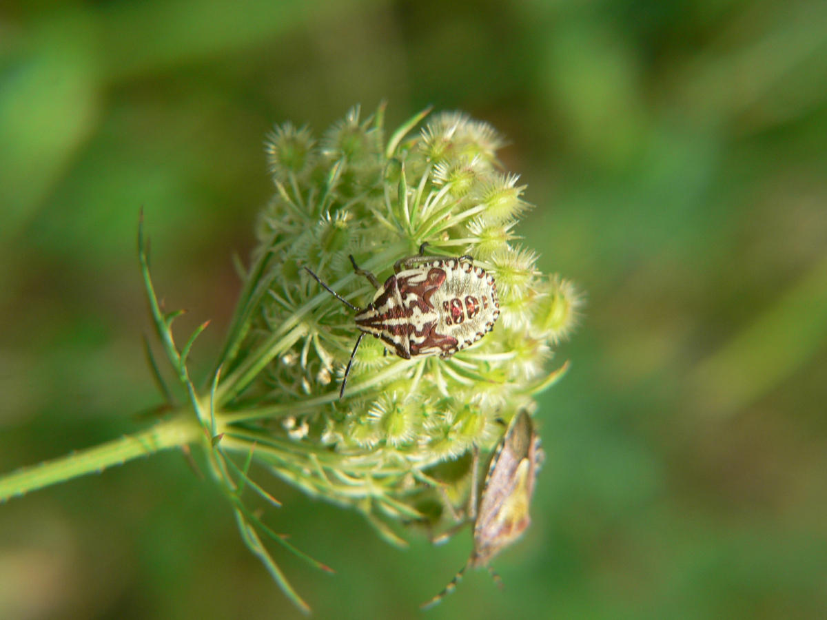 Dolycoris baccarum + ninfa di Carpocoris