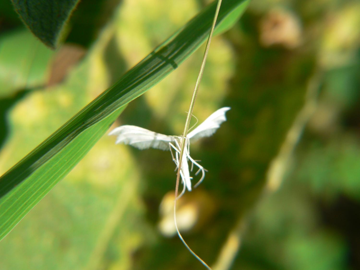 Pterophorus pentadactyla