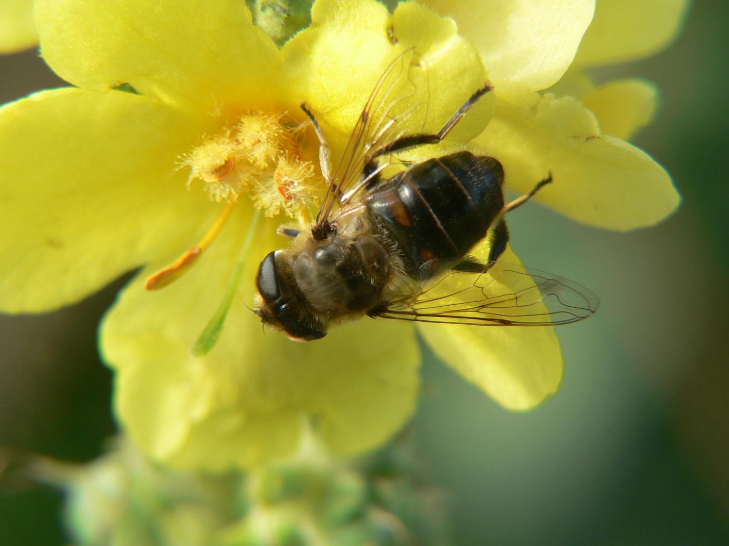 Eristalis tenax (Syrphidae)