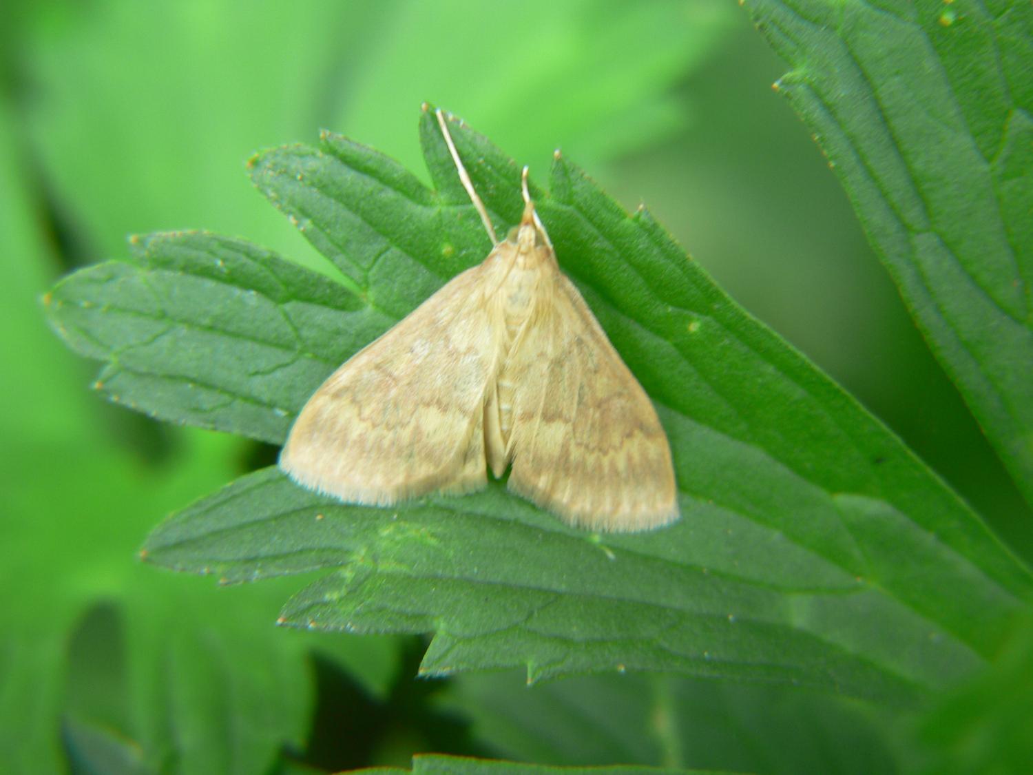 Ostrinia nubilalis (Crambidae)