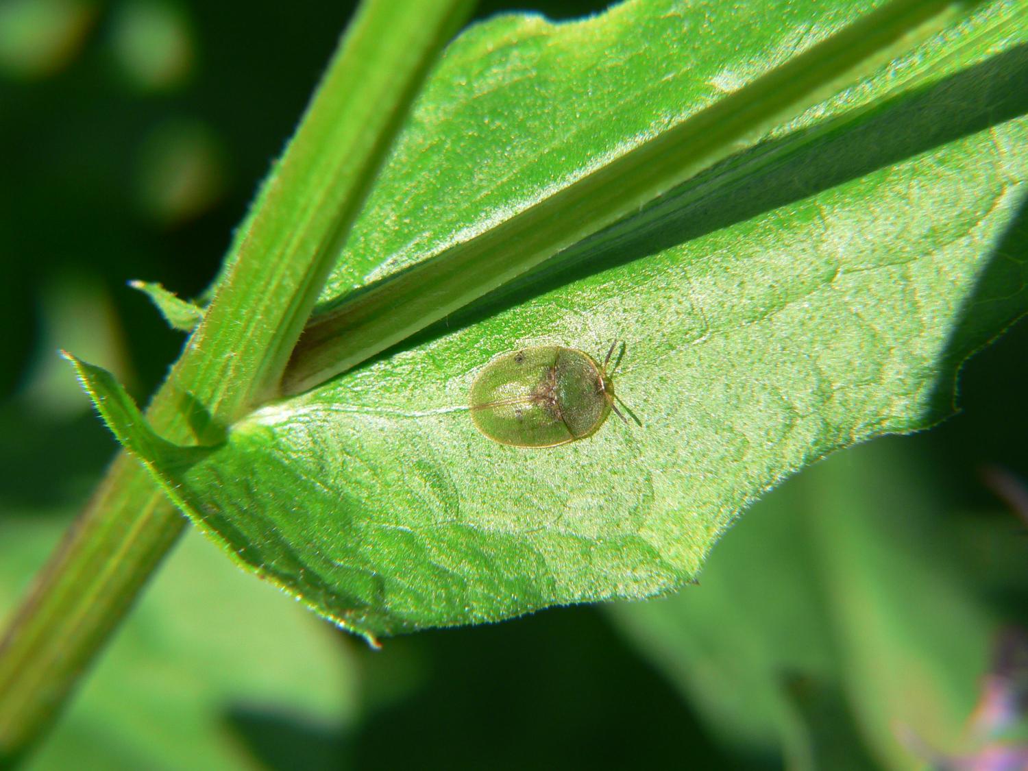 Cassida viridis ?