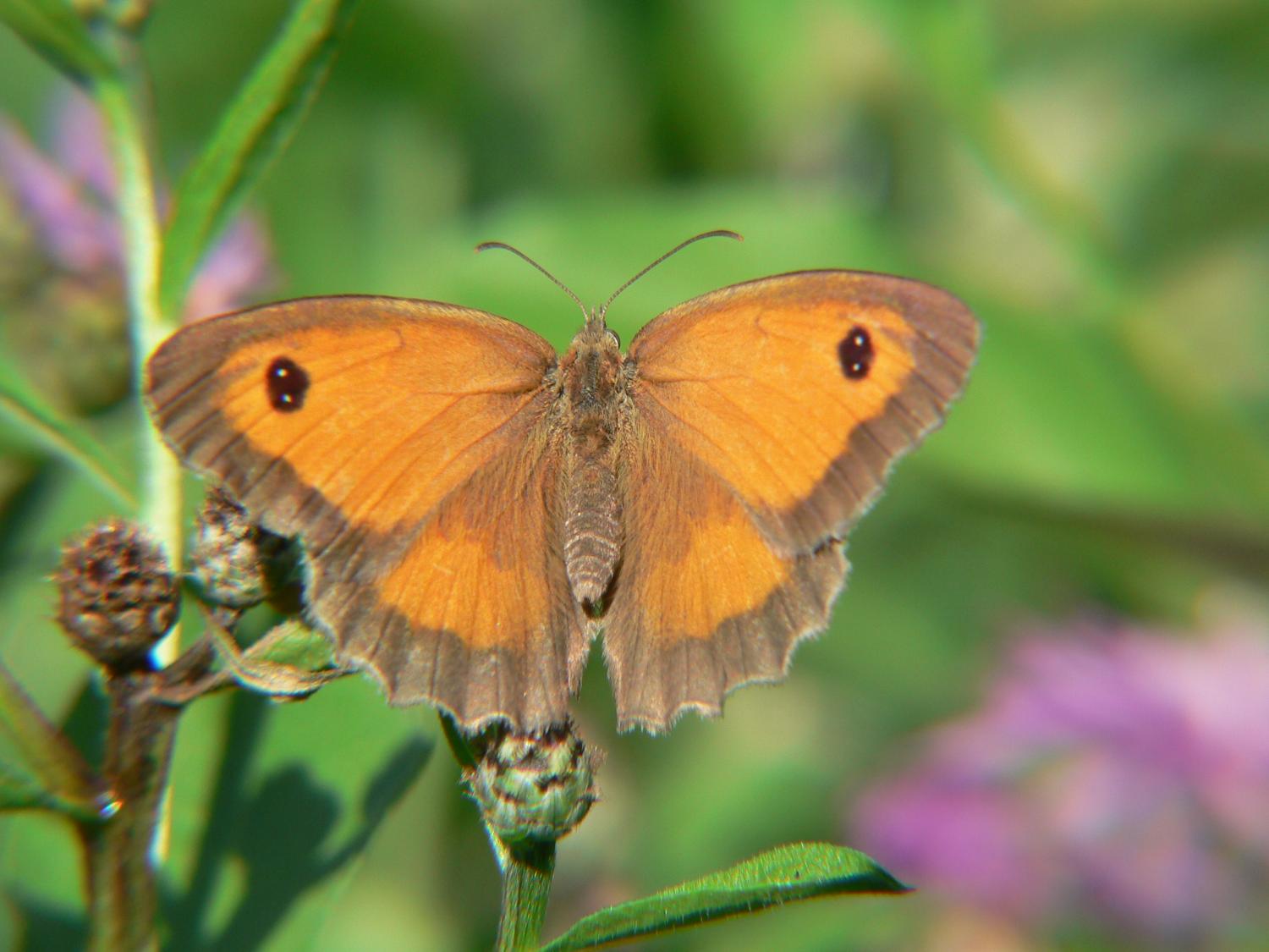 Pyronia tithonus