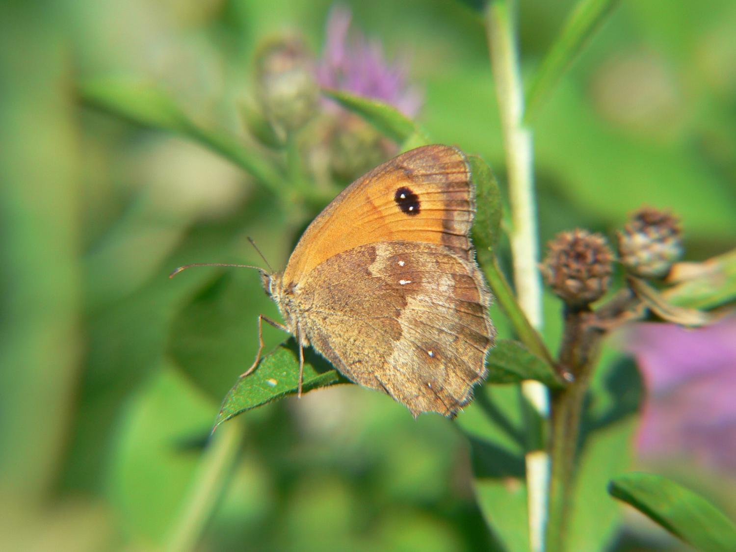 Pyronia tithonus