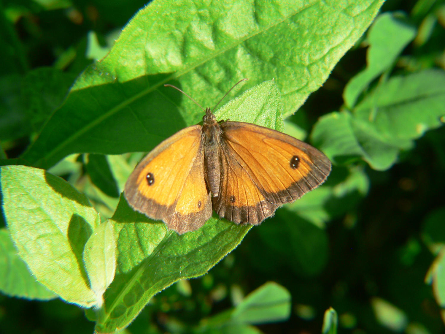 Pyronia tithonus