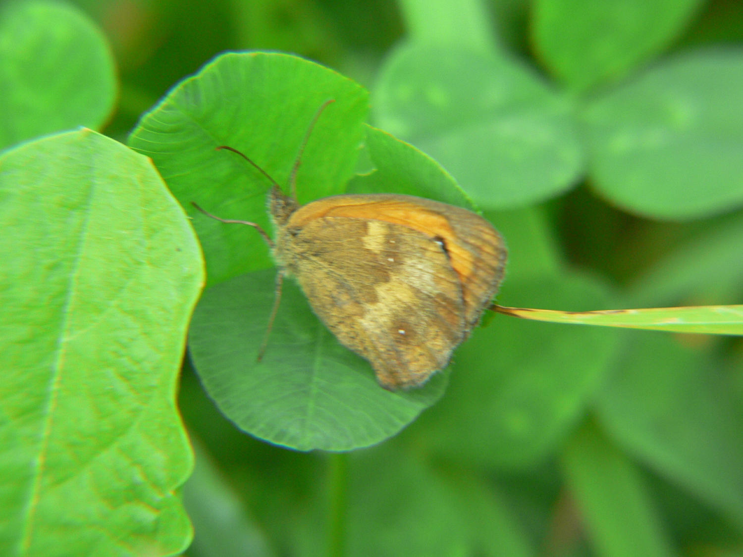 Pyronia tithonus