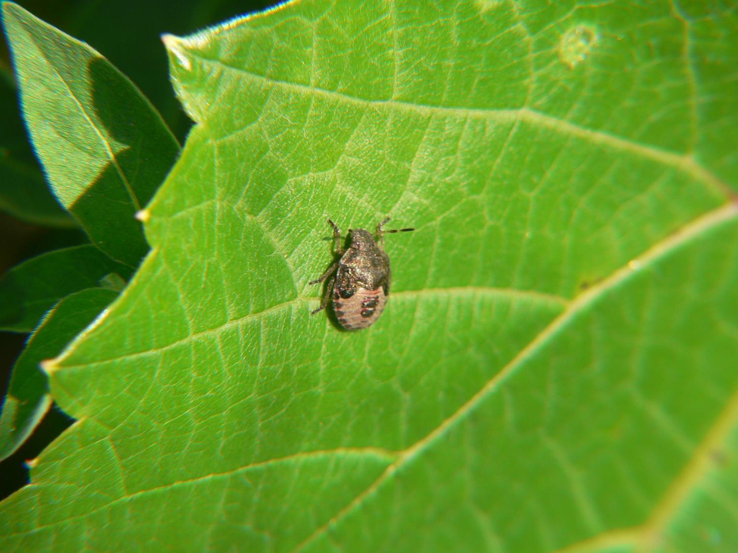 Ninfa di Dolycoris baccarum