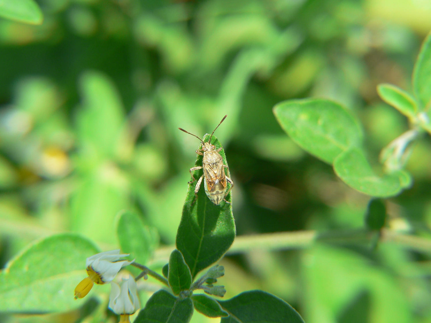 Stictopleurus sp.