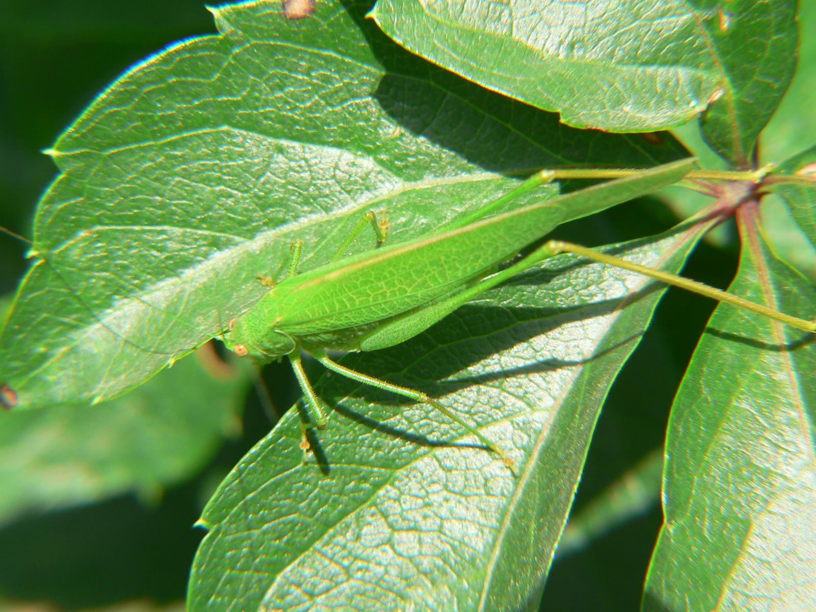 Phaneroptera sp.