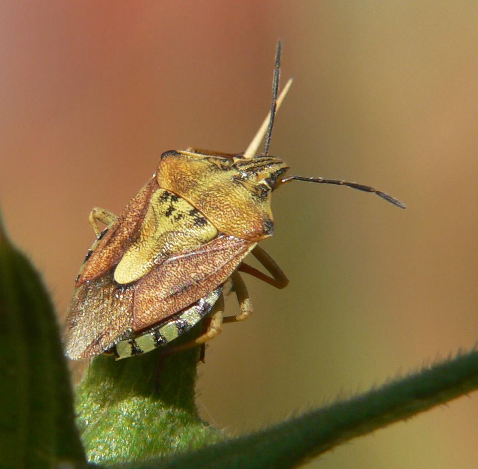 Carpocoria pudicus ?