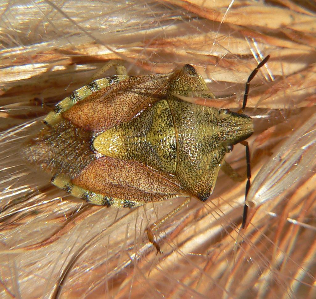 Carpocoris purpureipennis