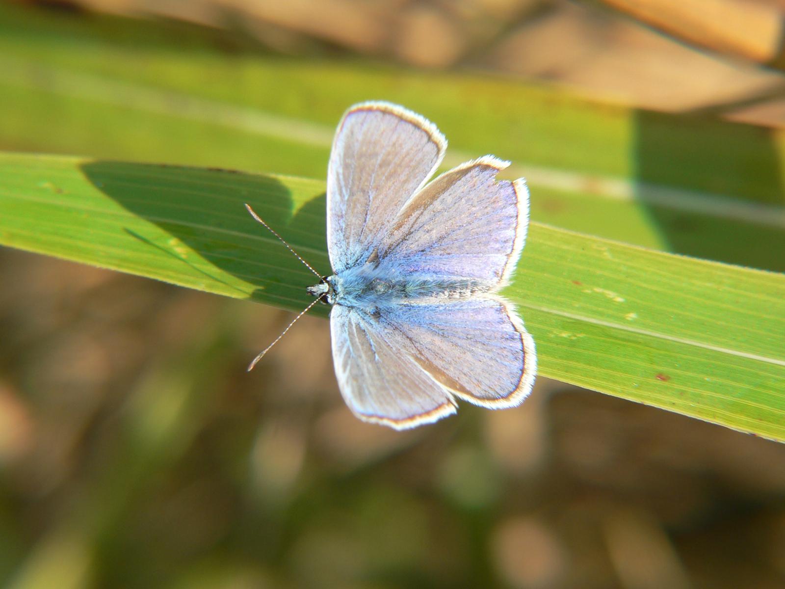 Lysandra bellargus ?