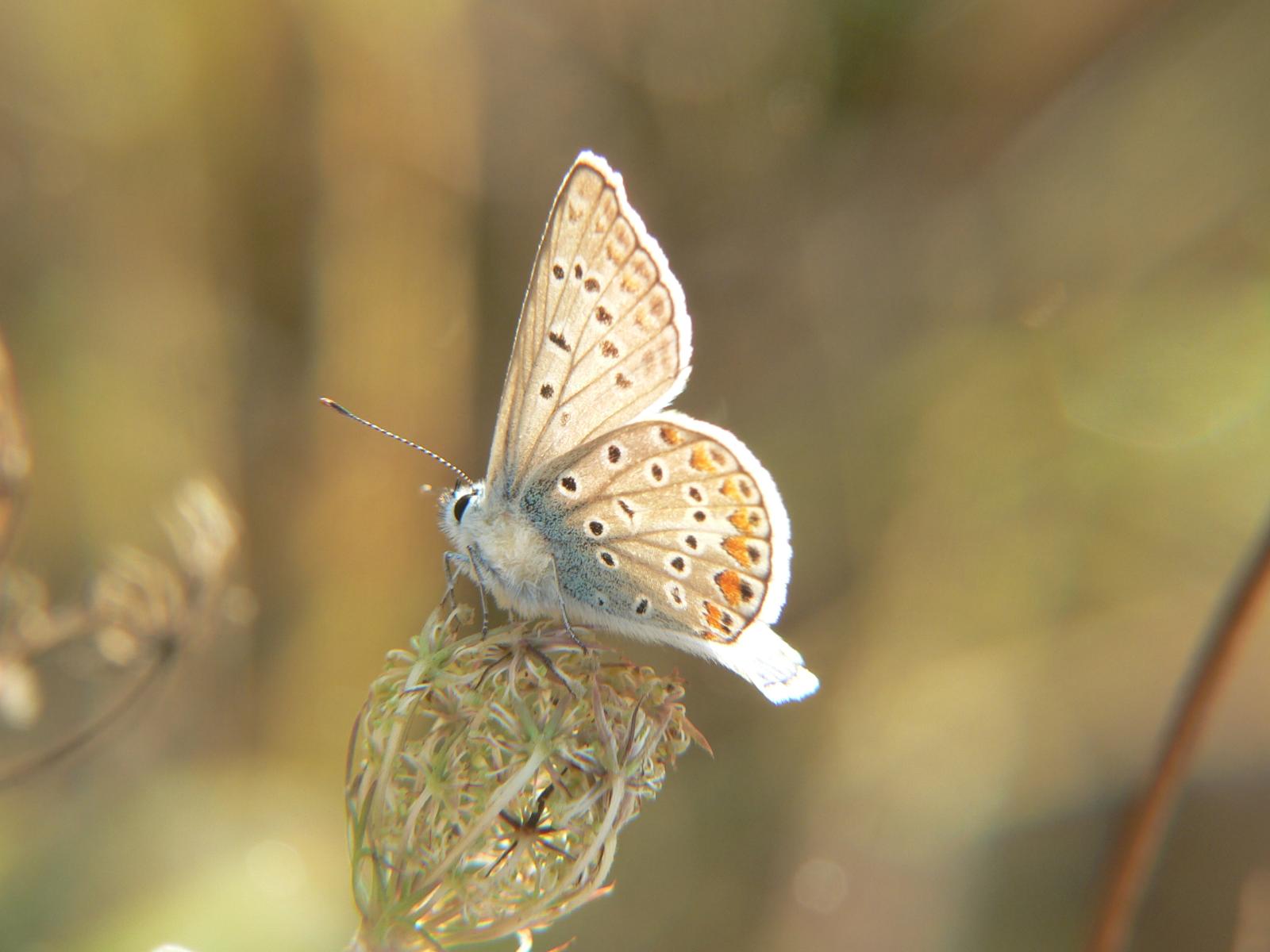 Lysandra bellargus ?