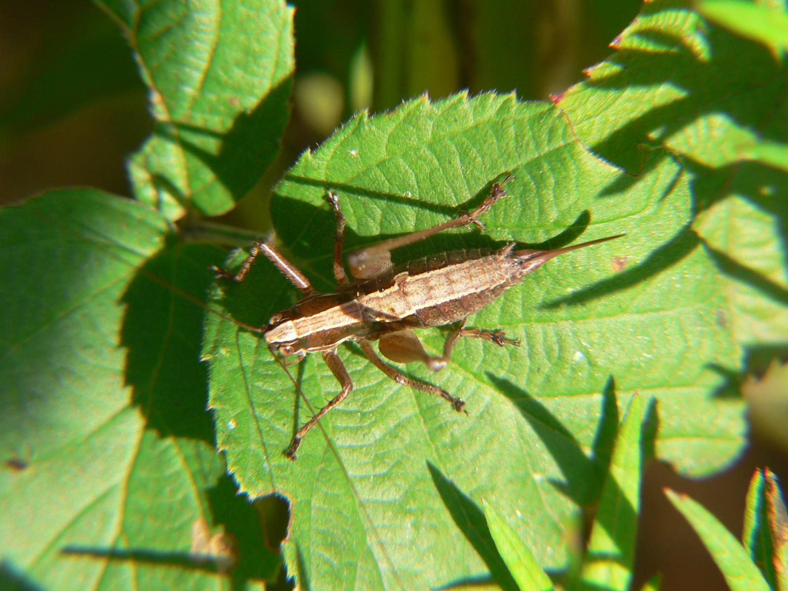 Yersinella raymondi (Tettigoniidae)