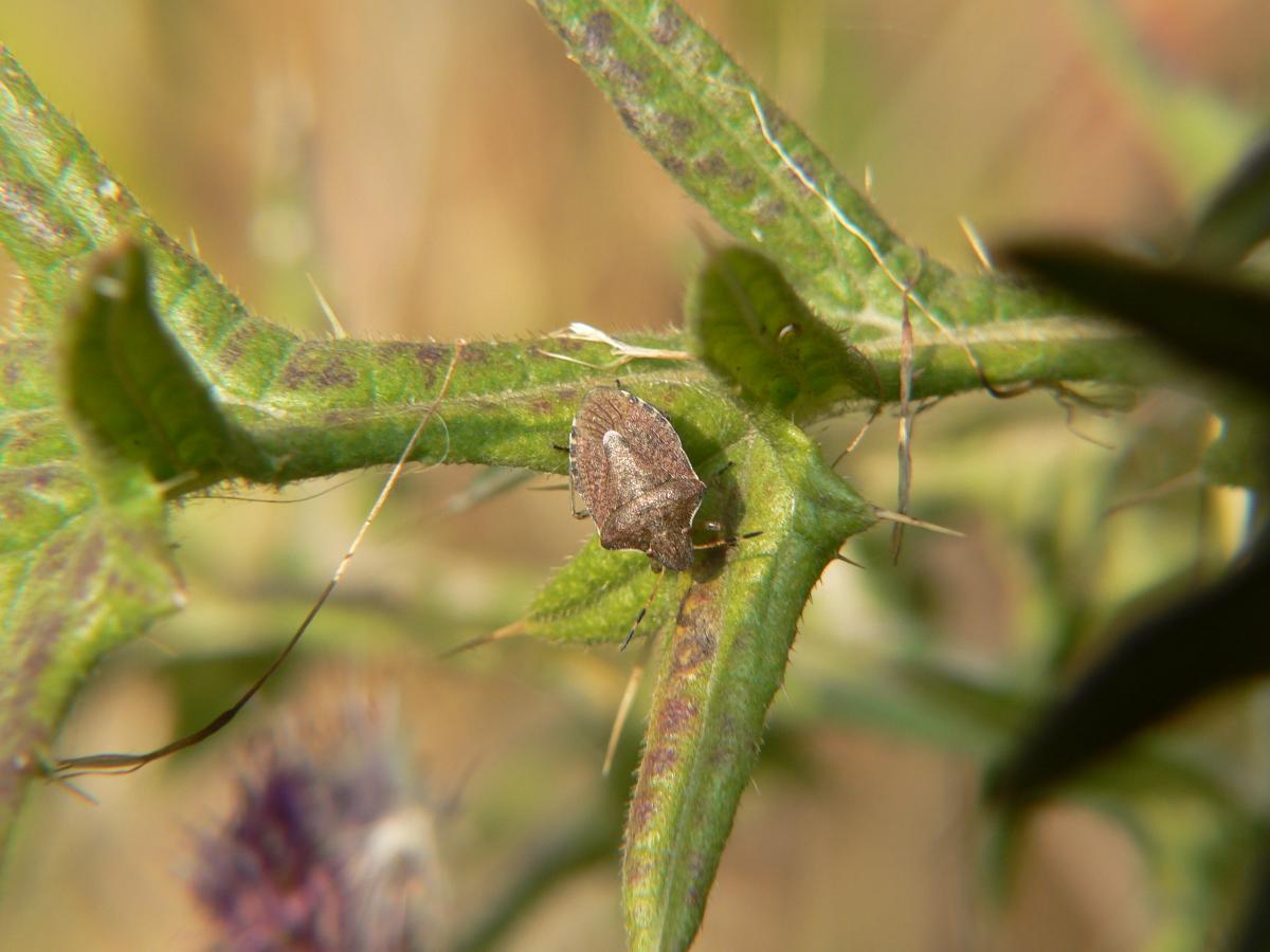 Holcostethus vernalis