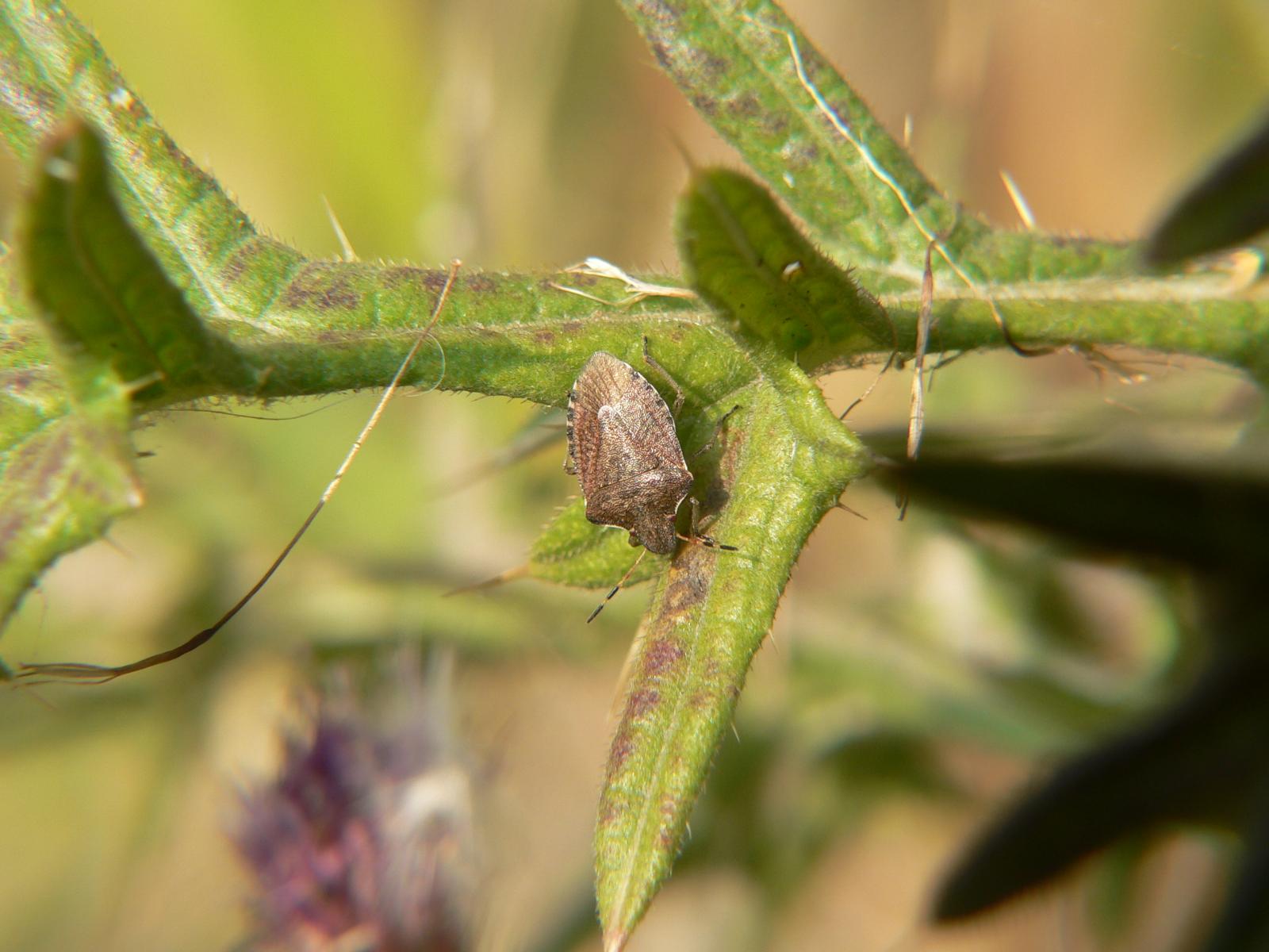 Holcostethus vernalis