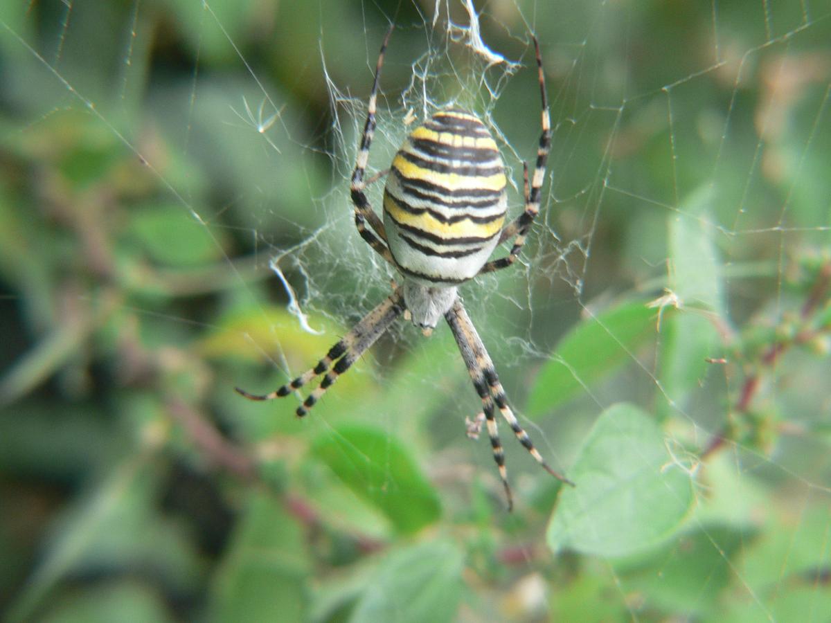 Argiope bruennichi