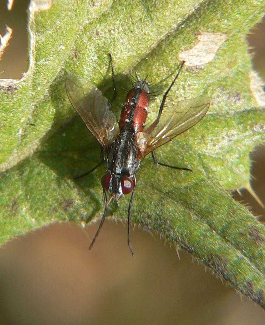 Cylindromyia sp. (Tachinidae).