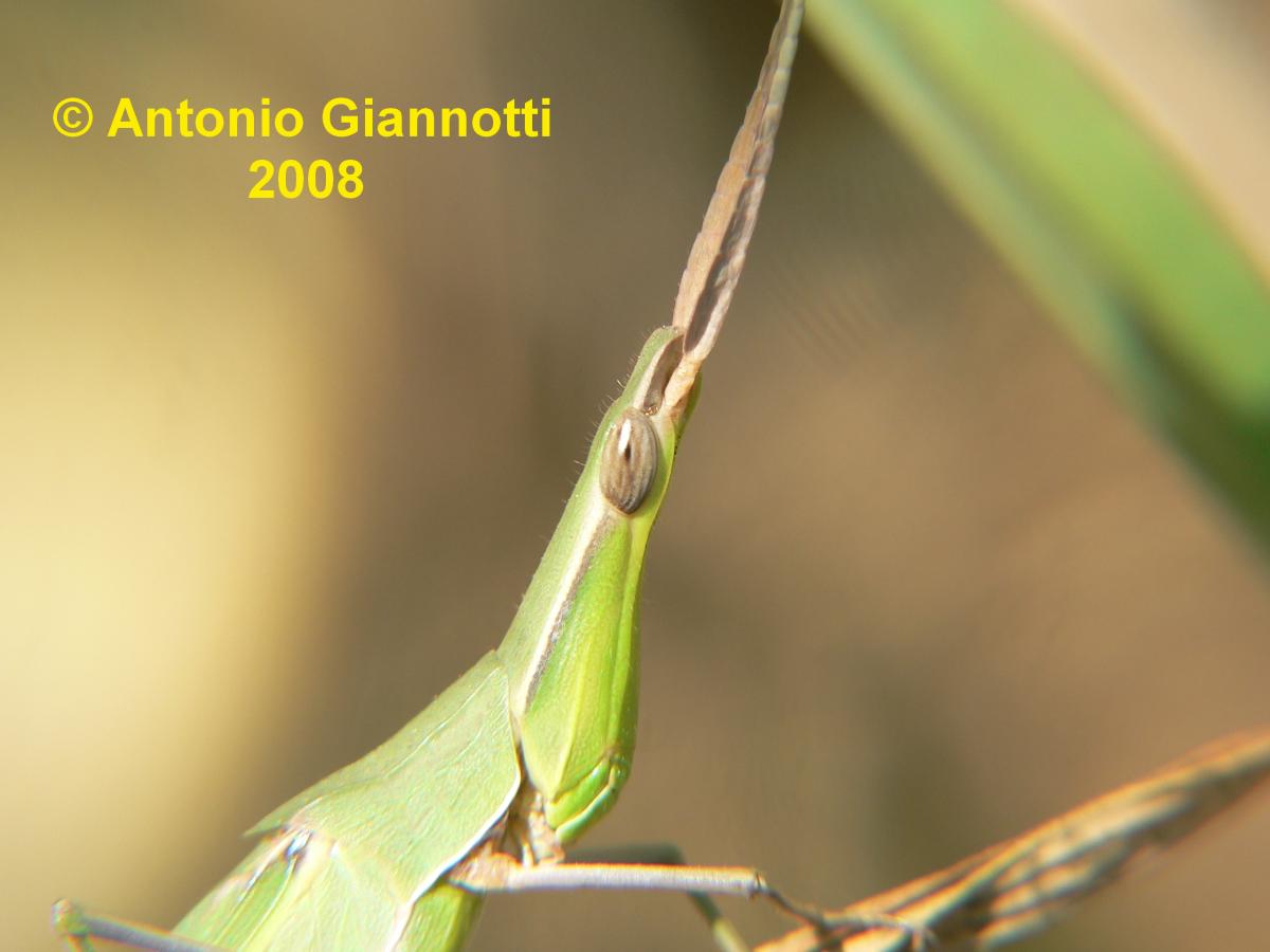 Acrida ungarica mediterranea