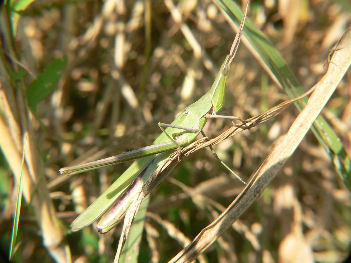 Acrida ungarica mediterranea