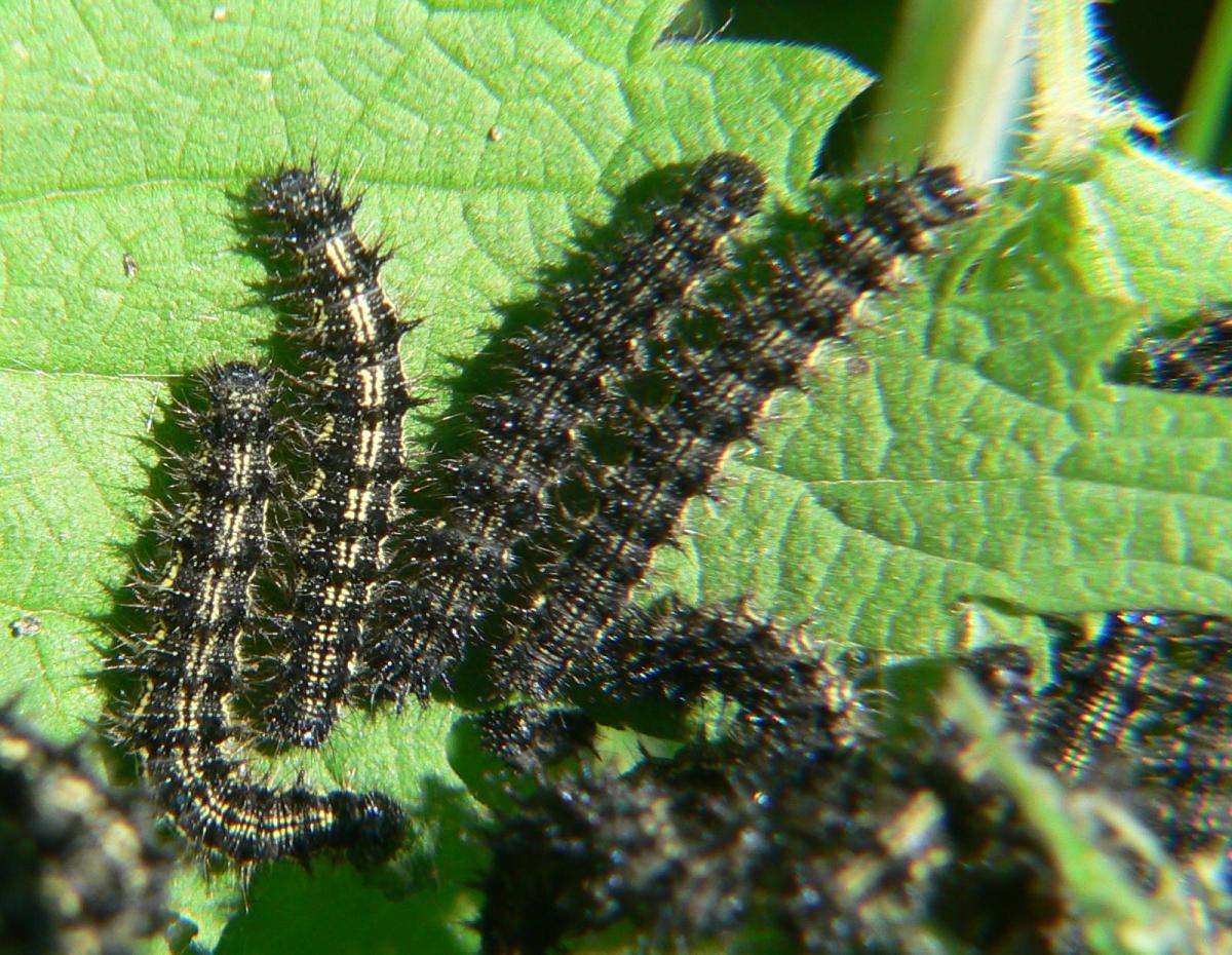 Bruchi di Aglais urticae