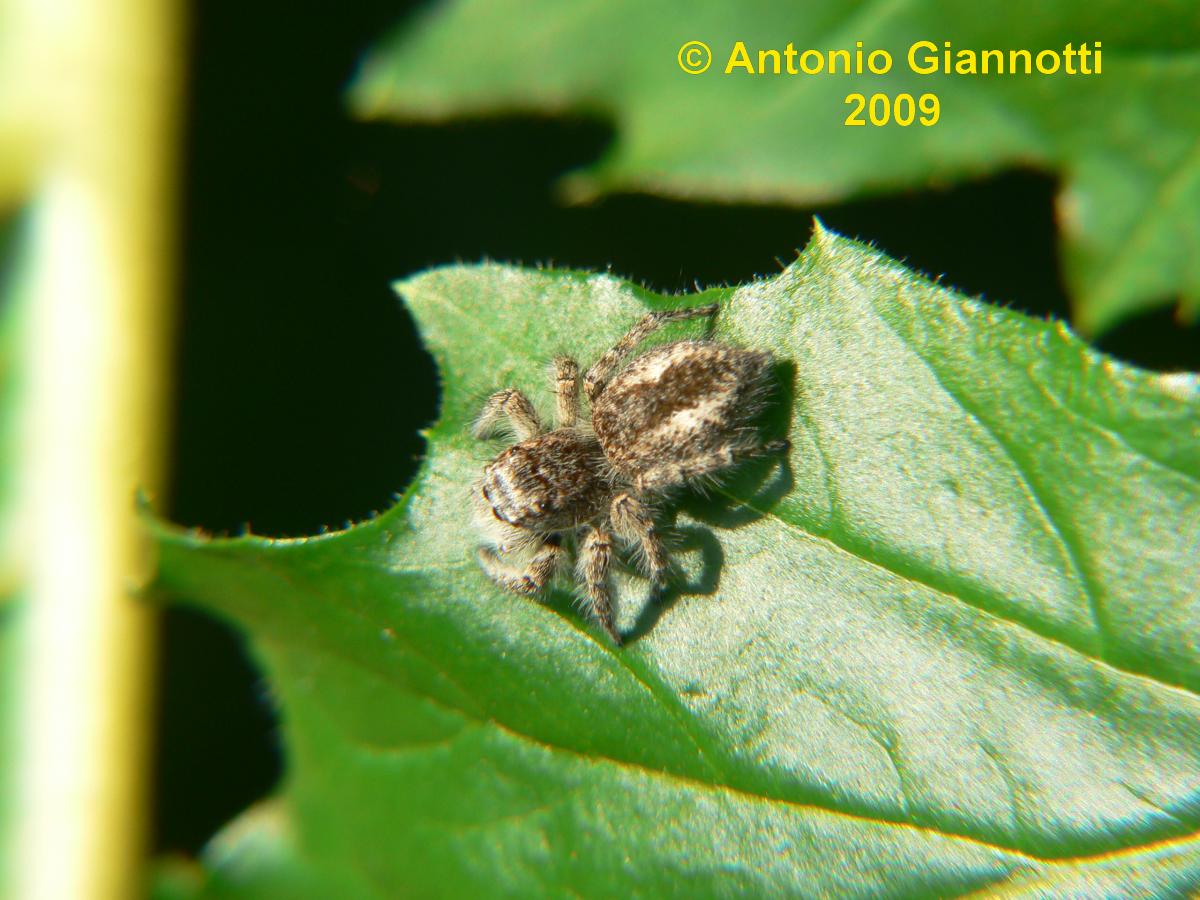 Philaeus chrysops