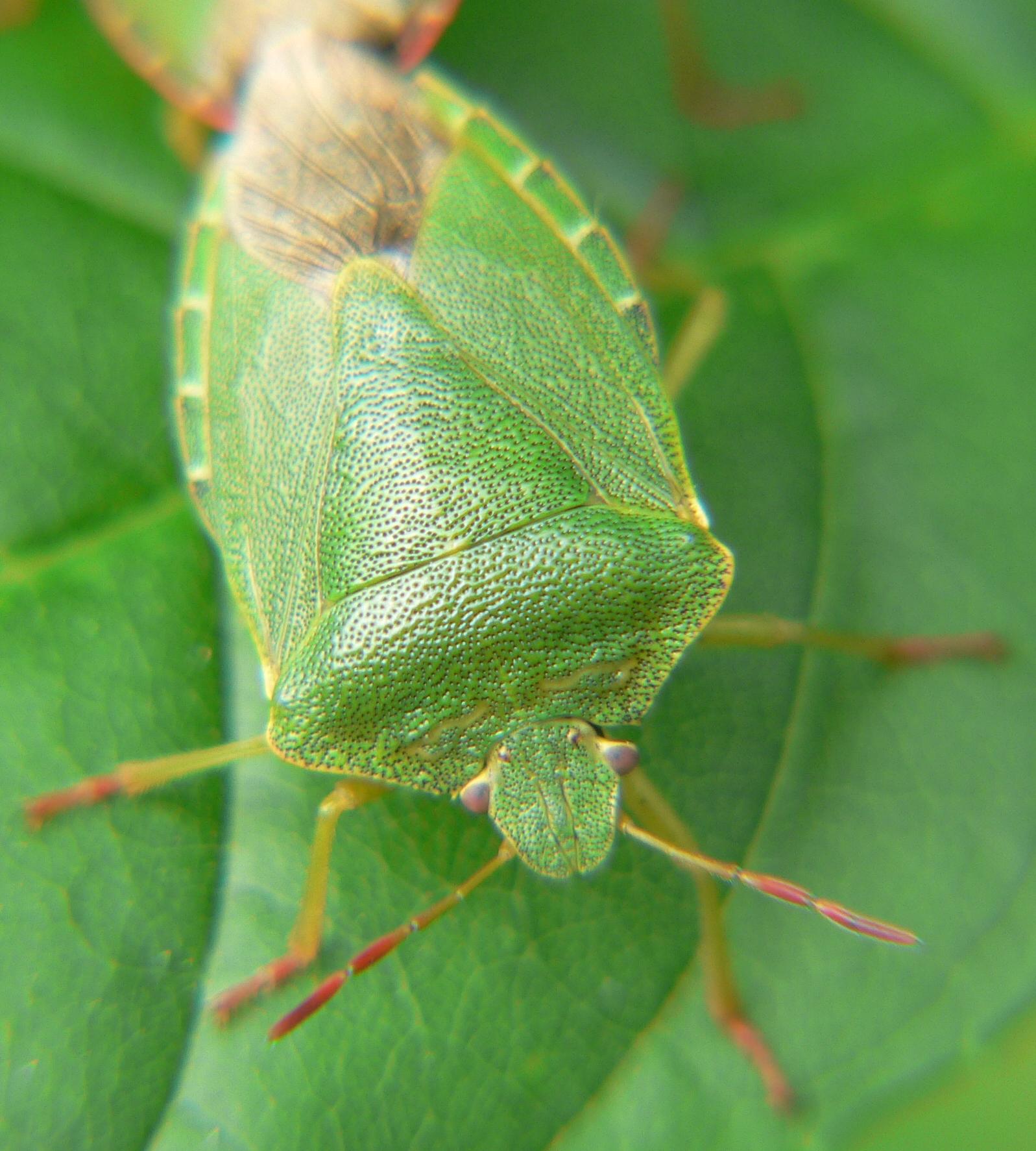 Pentatomidae: Palomena prasina dell''Alto Lario occidentale