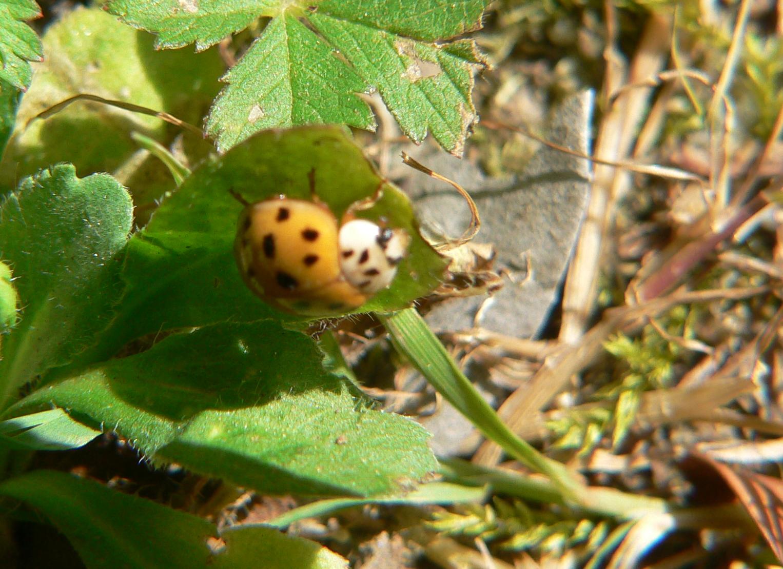 Harminia axiridis ?