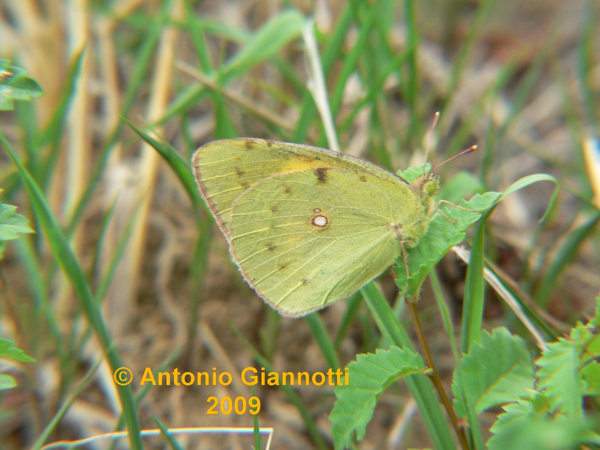 Colias croceus ?