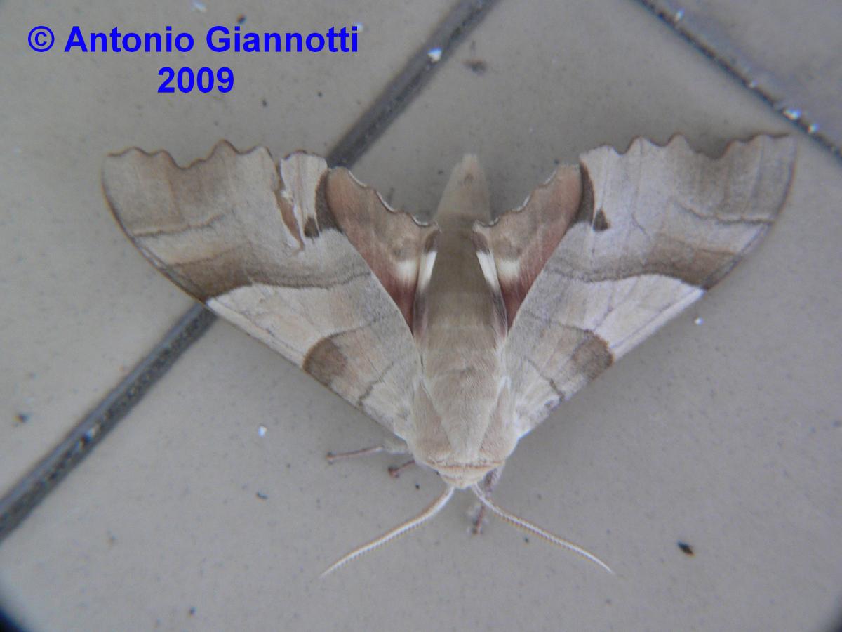 Noctuidae da identificare - Sphingidae, Marumba quercus