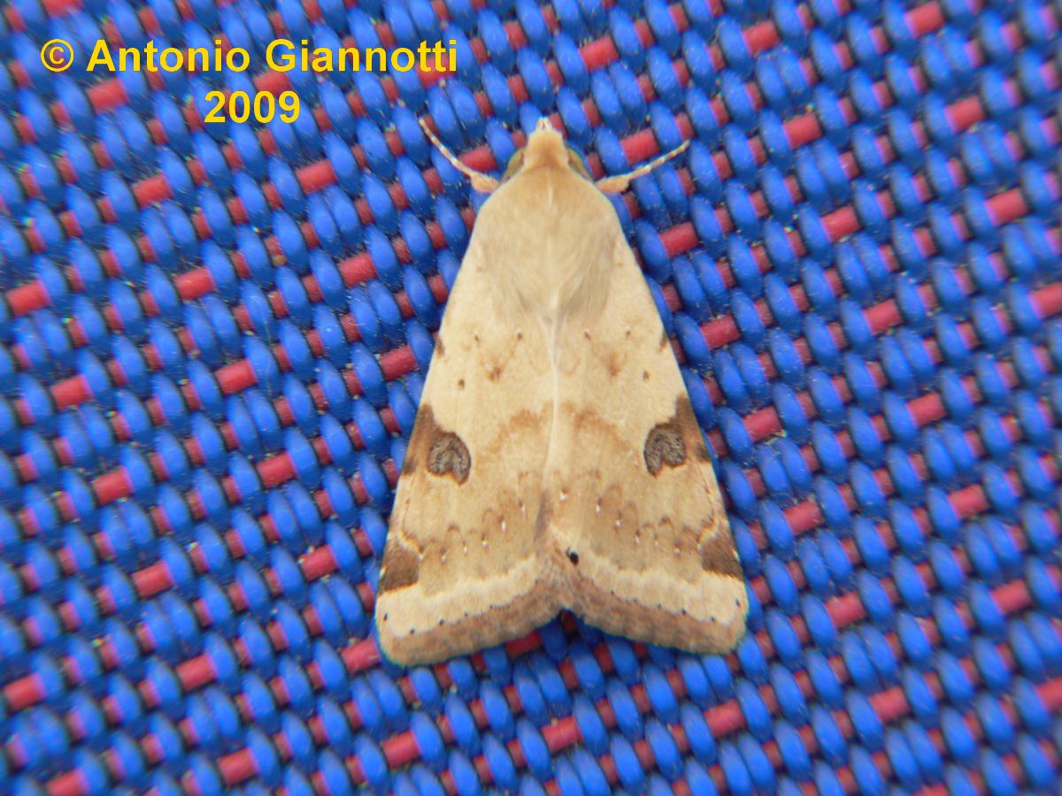 Tortricidae ? - Noctuidae, Heliothis peltigera