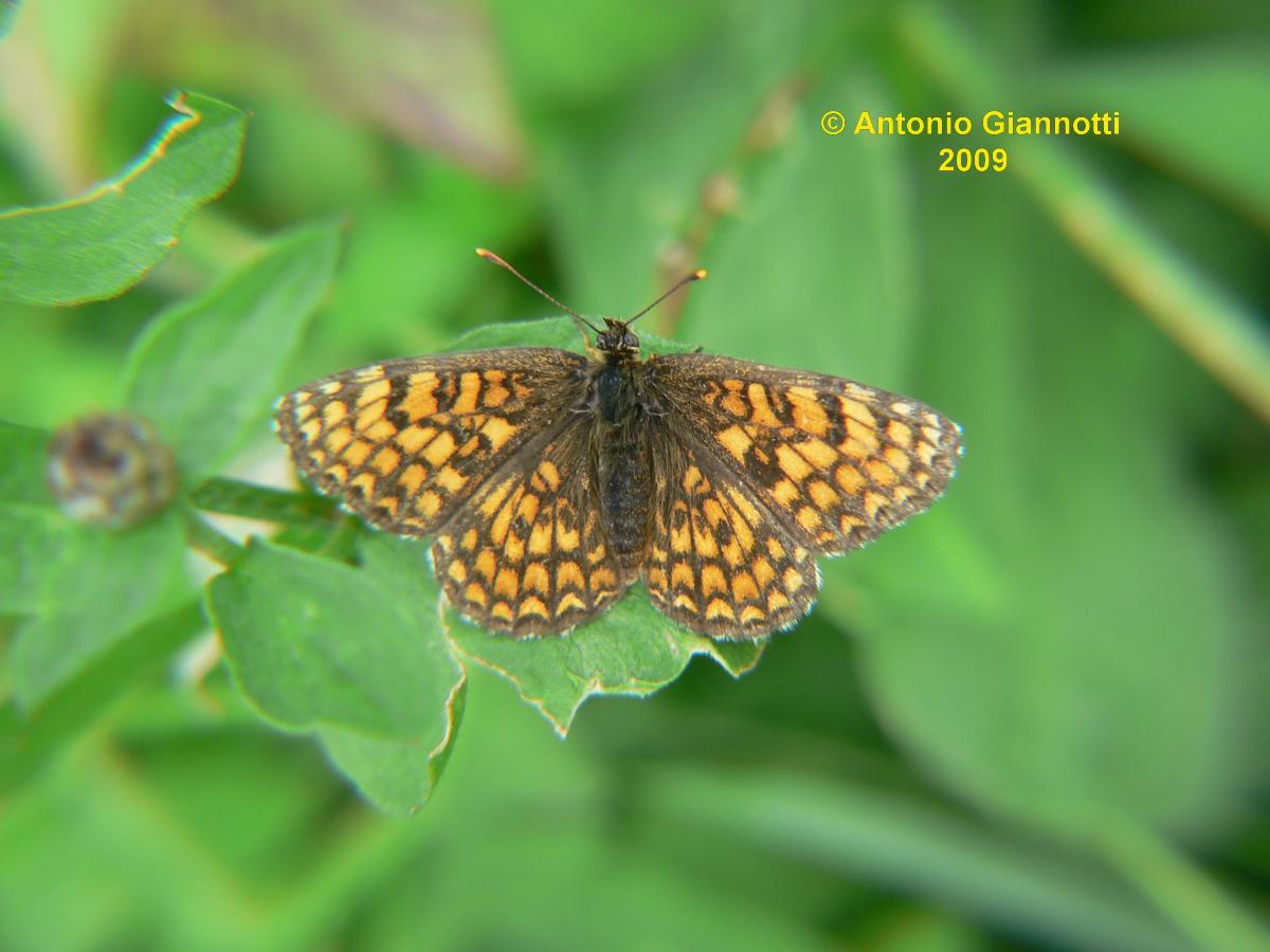 Melithaea Phoebe (1) - No, Melitaea athalia