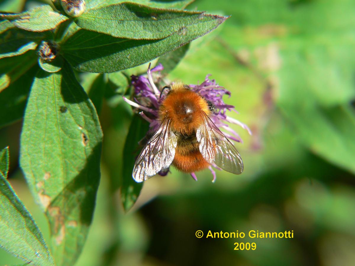 Bombus cfr pascuorum