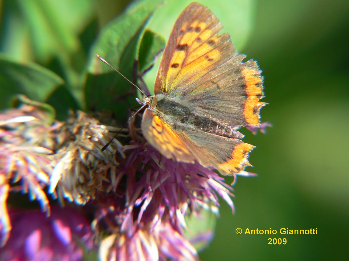 Lycaena tityurs (femmina) ? - Lycaena phlaeas