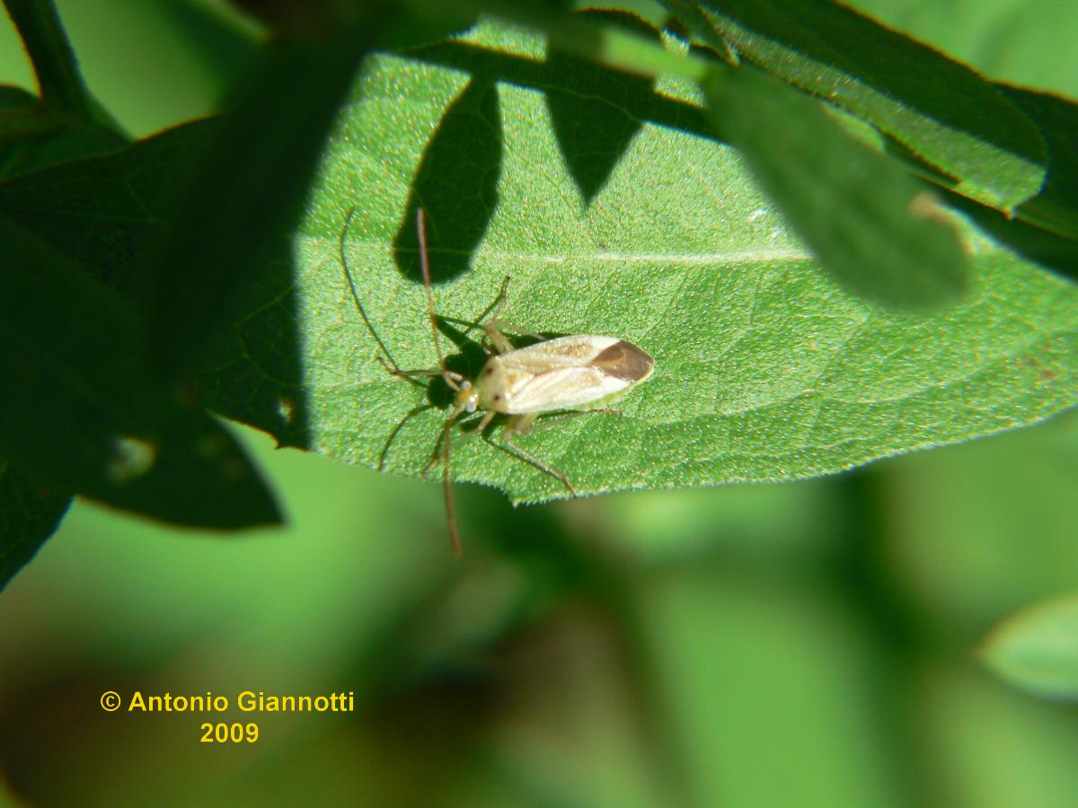 Miridae: Adelphocoris lineolatus dell''Alto Lario (CO)