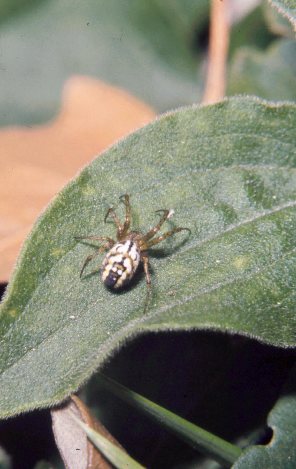 Mangora acalypha