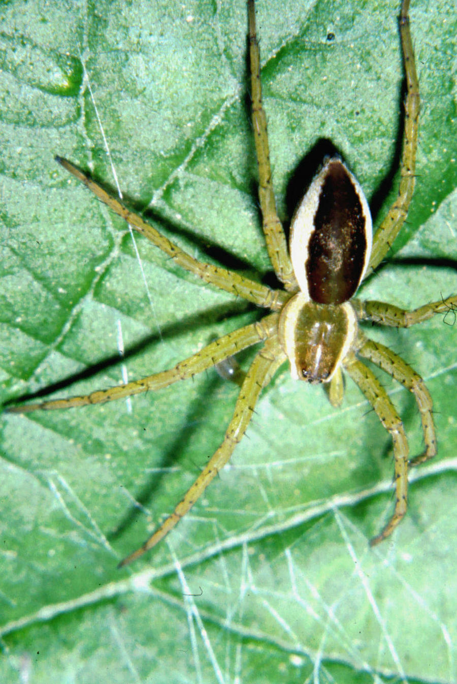 Dolomedes fimbriatus