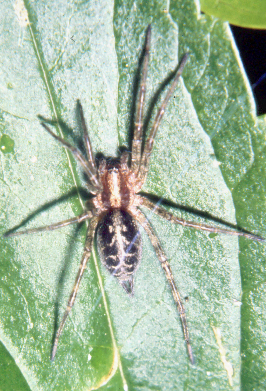 Agelenidae