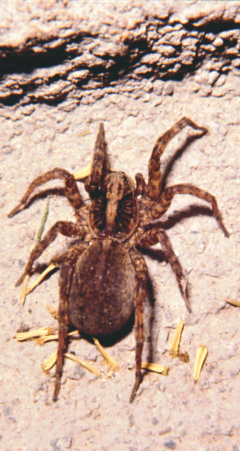 Trochosa sp.