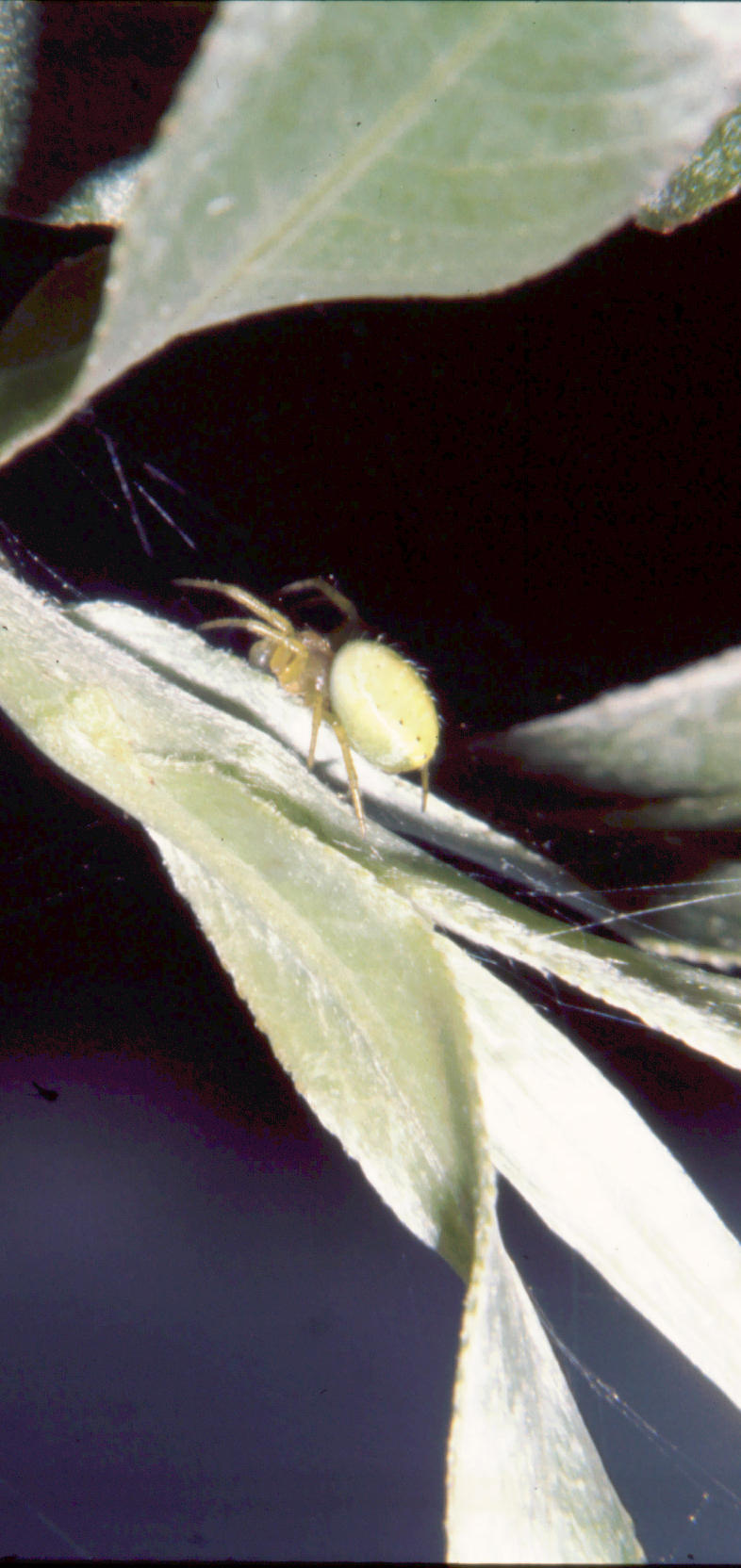 Araniella sp.