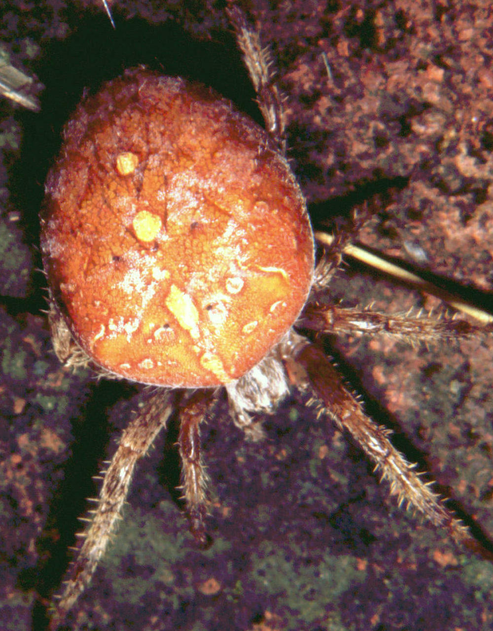 Araneus quadratus