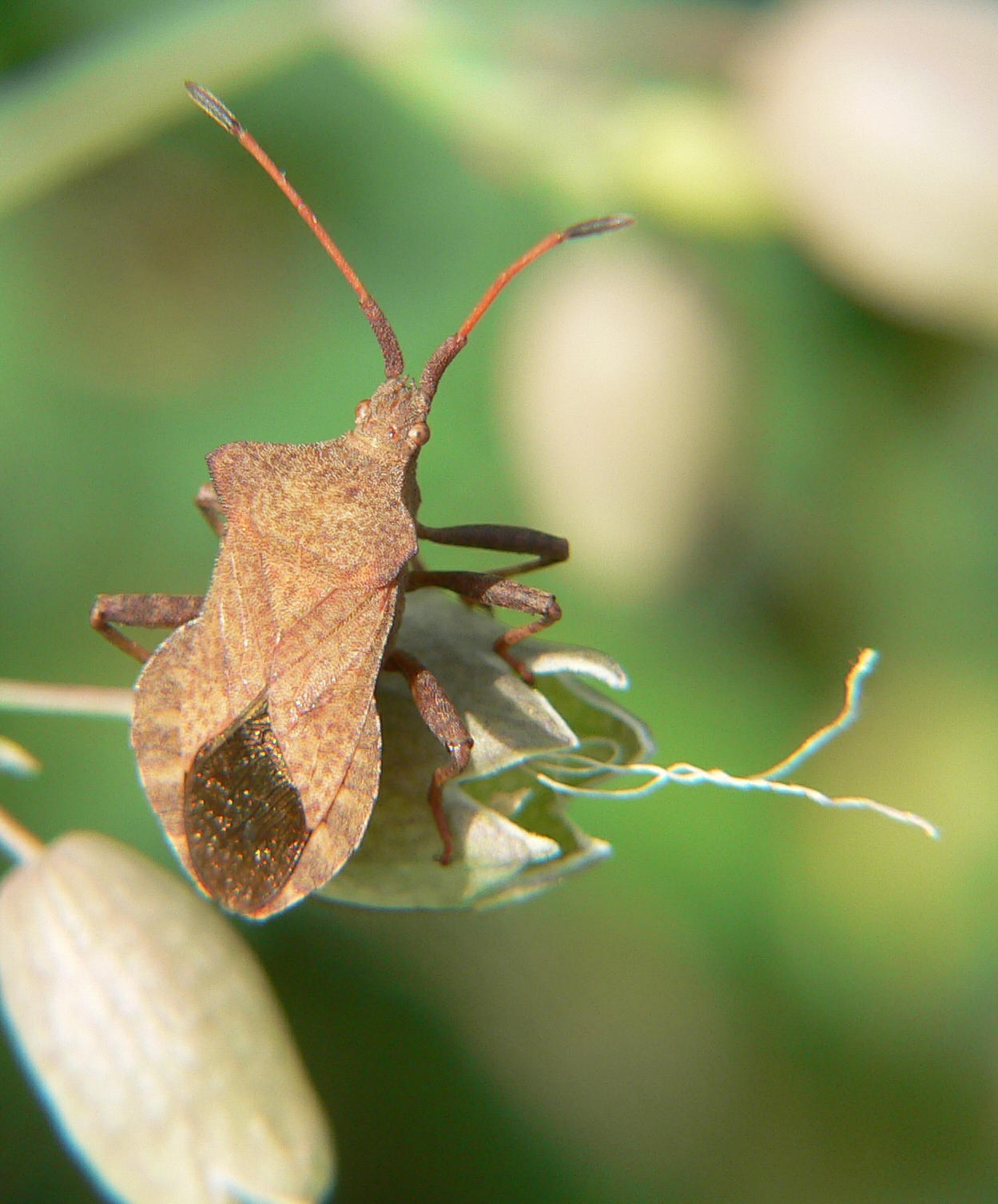 Coreus marginatus larva e adulto ?