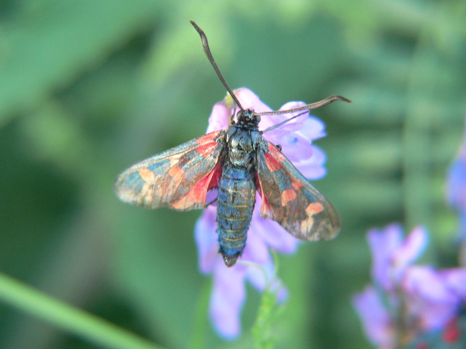 Zygaena filipendulae