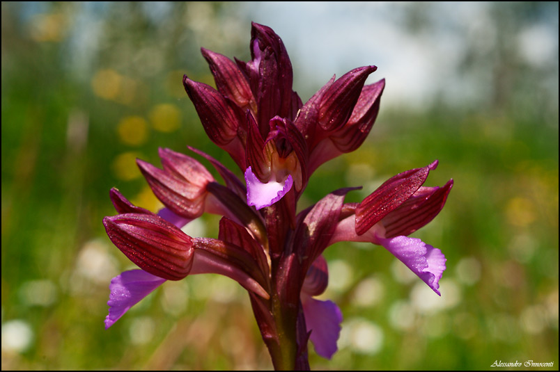 Orchis Papillonacea?