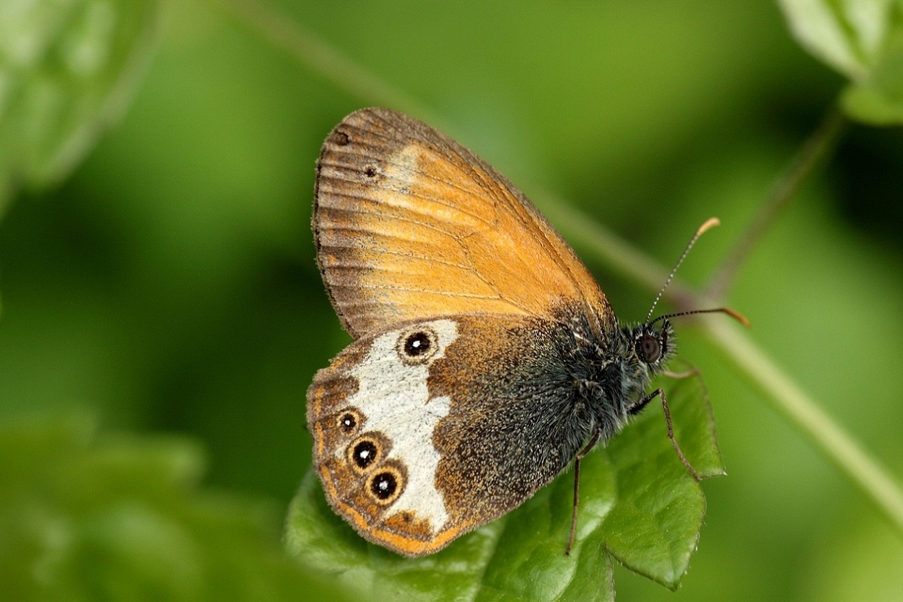 Coenonympha arcania ?