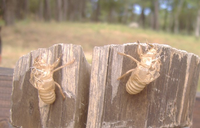 La muta di quale insetto? Cicada orni