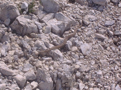 Quale specie di Vipera? Vipera aspis francisciredi