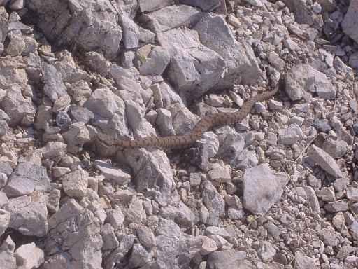 Quale specie di Vipera? Vipera aspis francisciredi