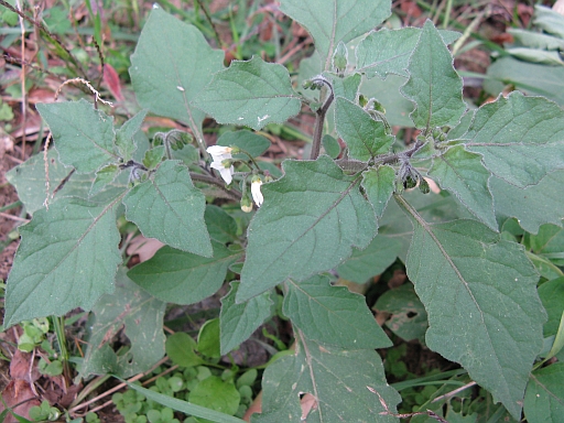 Solanum nigrum