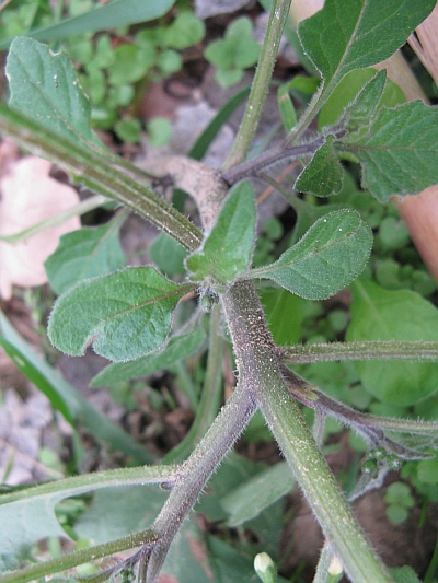 Solanum nigrum